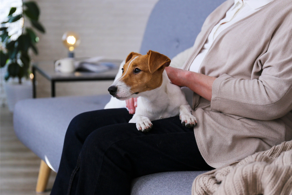 Pet Sitting & House Sitting Services